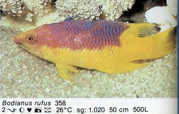 Bodianus rufus